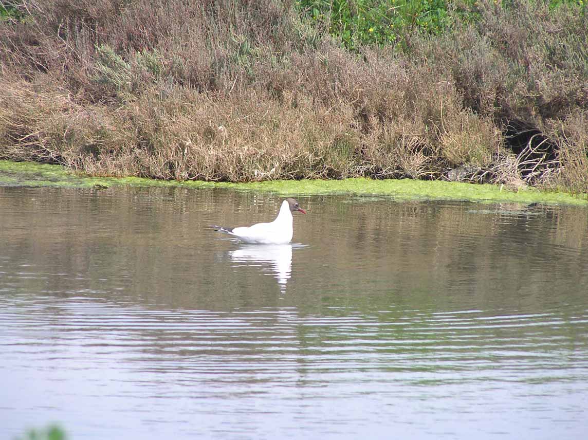 Larus sp.